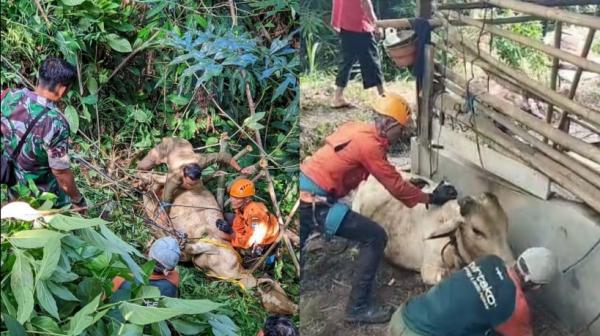 Sapi Berbobot Setengah Ton Masuk Jurang di Bojong Ciamis, Tim Vertical Rescue BPBD Lakukan Evakuasi
