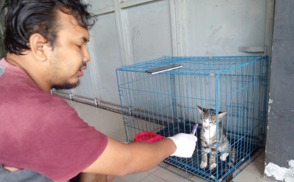 Gejalanya Mirip Serangan Covid, Virus Calici Mulai Jangkiti Kucing Peliharaan di Ciamis