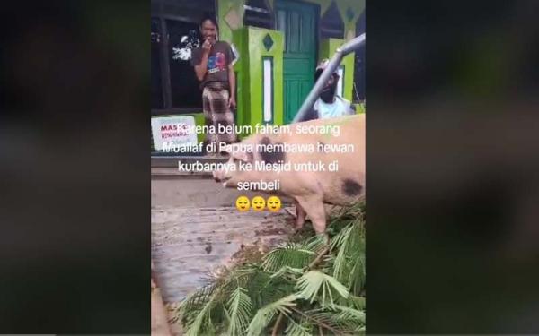 Pria Papua Baru Mualaf Bawa Babi ke Masjid Minta Disembelih, Malaikat pun Bingung