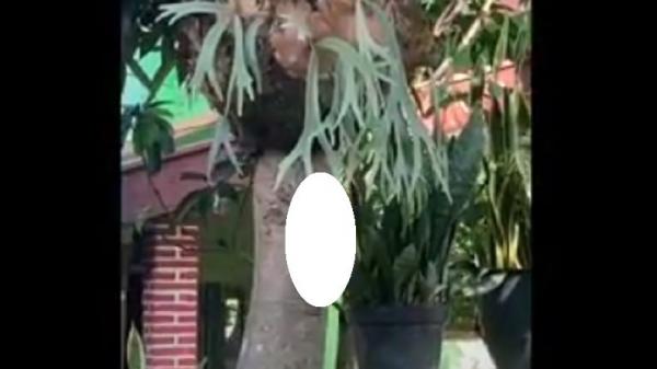 Tega!  Pria di Malang Memaku Kucing di Pohon Viral