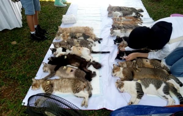 Tekan Populasi  Kucing Liar di Tangsel Warga Ciputat Lakukan Program Sterilisasi