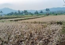 5 Desa di Kecamatan Mande Langganan Kekeringan saat Kemarau