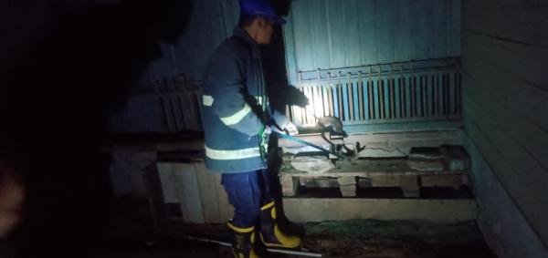 Ular Sanca Kembang Sepanjang 2 Meter Ditemukan di Kandang Ayam Warga Ciamis