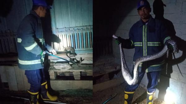 Ular Sanca Kembang Sepanjang 2 Meter Dievakuasi Damkar Ciamis dari Kandang Ayam Milik Warga