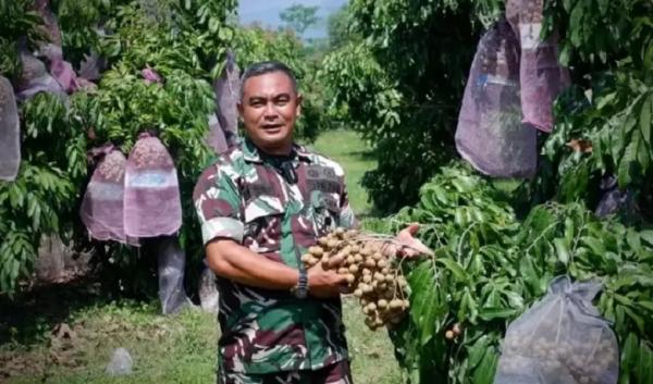 Di Lahan Berpasir Borobudur, Prajurit TNI Serda Mugiyanto Sukses Mengembangkan Kelengkeng Kateki
