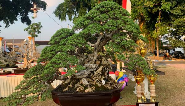Lihat Keunikan Aneka Bonsai Dipamerkan di Ponorogo, Harganya Hingga Ratusan Juta