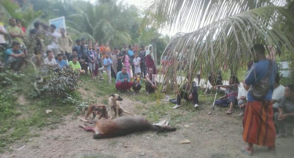 Heboh! Rusa Liar Masuk Pemukiman Warga di Aceh Tengah