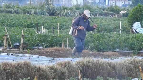 Embun Es Dieng Banjarnegara, Antara Wisata dan Bencana Pertanian