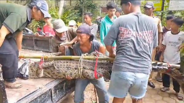Meresahkan! Buaya 3 Meter Ditangkap Warga Desa Pagarawan 
