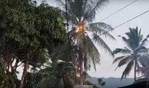 Warga Aceh Dihebohkan dengan Pohon Kelapa Terbakar di Pemukiman Padat Penduduk