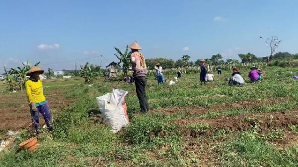 Hama Ulat Serang Petani Bawang Merah di Tuban, Hasil Panen Buruk dan Gagal Panen