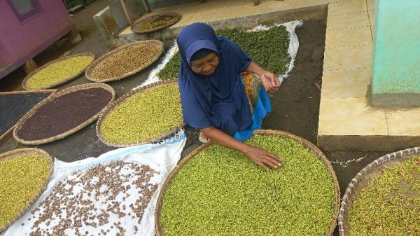 Harga Jual Cengkeh Tingkat Petani di Tasikmalaya Cenderung Stabil