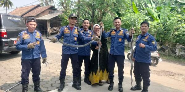 Aksi Dramatis, Tim Damkar Cilegon Evakuasi Ular Kobra Ngumpet di Gorong-gorong