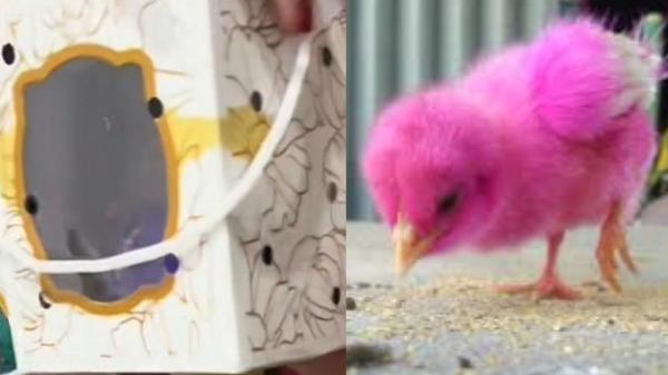 Viral, Suvenir Pernikahan Anak Ayam Warna-Warni Jadi Sorotan Netizen