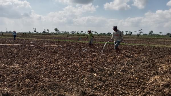 Lahan Sawah Menyusut, Pemkab Tulungagung Akan Cetak Sawah Baru