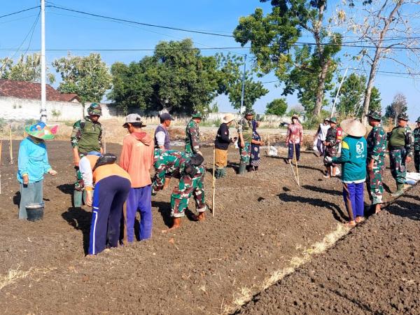 Tingkatkan Produktivitas Bawang Merah, Koramil 0811/12 Bancar Tuban Tanam Bersama Warga Ngampelrejo