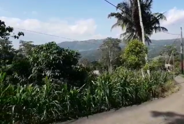 Manfaatkan Lahan Pertanian, Puji Warga Desa Simpur Rintis Agrowisata Kebun Kelengkeng