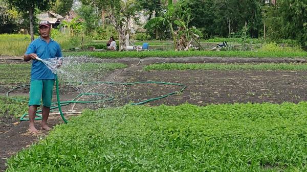 Kekeringan, Petani Kampung Sayur di Gresik Nikmati Bantuan Sumur Bor