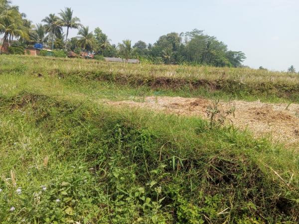 Atasi Kekeringan, Dinas Pertanian dan Pangan Cianjur Sebar Mesin Pompa Air