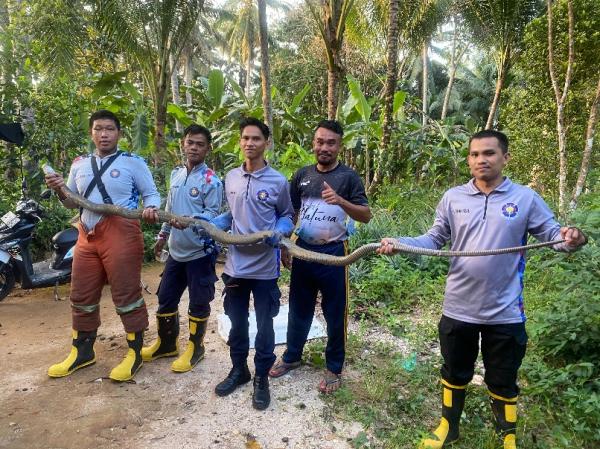 Ular Kobra Satroni Rumah Warga di Natuna, Damkar Turun Tangan