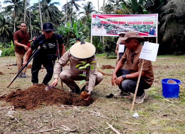 Desa Bintau Jadi Lokasi Penanaman Perdana Bibit Cacao