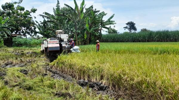 Gagal Panen, Petani di Kota Banjar Bisa Dapat Asuransi