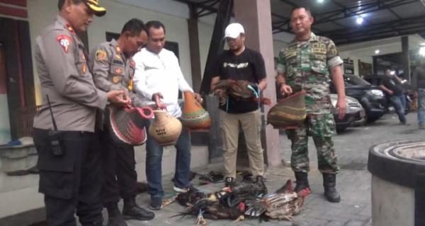 Penggerebekan Arena Sabung Ayam Dekat Ponpes di Jombang Dramatis, 13 Orang Penjudi Ditangkap