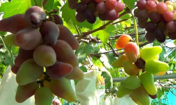 Berkunjung di Kebun Petik Anggur Ponorogo, Bisa Beli Sesukanya
