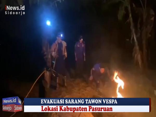 VJ: Aneh! Sarang Tawon di Dalam Tanah Dievakuasi Petugas Damkar Pemkab Pasuruan