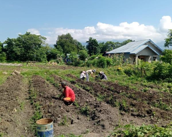 Pemerintah Desa Tal Buka Demplot Hortikultura Sebagai Wadah Belajar bagi Petani Milenial