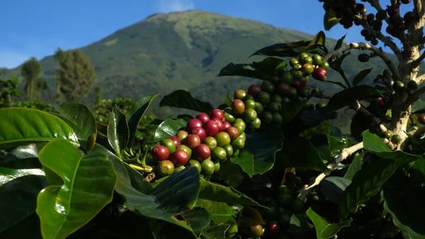 Pj Bupati Temanggung Imbau Petani Kopi Jaga Kualitas dengan Petik Merah