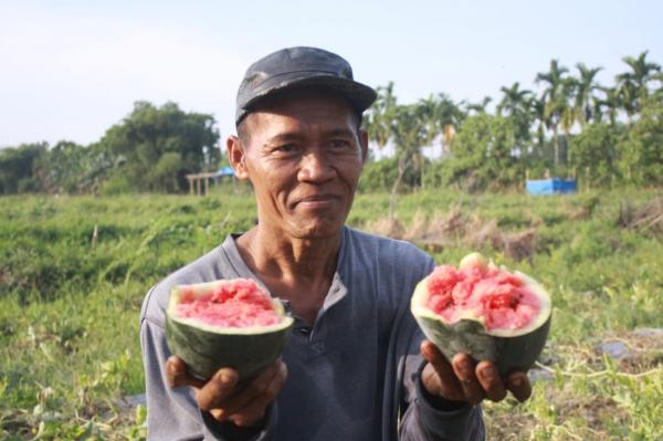 Hasil Panen Petani Semangka di Desa Bandar Khalipa Menurun Drastis Akibat Cuaca Panas