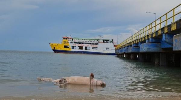 Bangkai Pesut Panjang 1,5 Meter Terdampar di Pelabuhan Tanjung Kalian Mentok