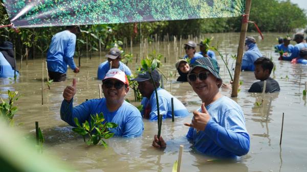 Peringati Harl Mangrove Sedunia, PT Smelting Tanam 1.000 Bibit Mangrove di Lahan Konservasi