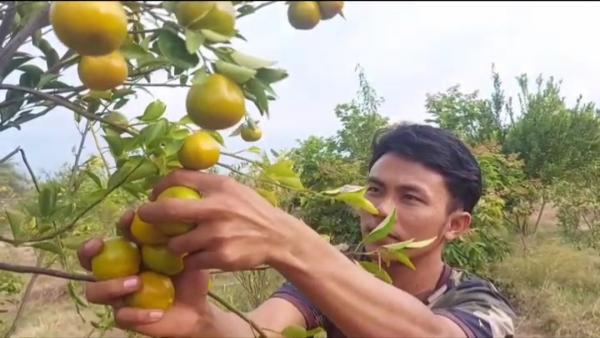 Serunya Berwisata Ke Kebun Jeruk Situbondo, Pengunjung Bisa Petik Buah Langsung