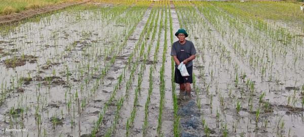 Inovasi Berlanjut, Pemkot Semarang dan BRIN Tanam Padi Biosalin dengan Sistem Tabela