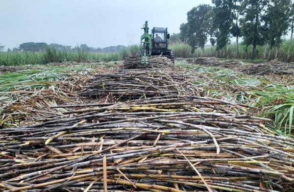 Produksi Tebu Kebun Kalitelepak Meningkat Tajam