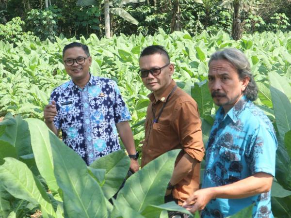 Kepala Diskatan Kuningan Ingatkan Petani Tembakau Pentingnya Manajemen Keuangan