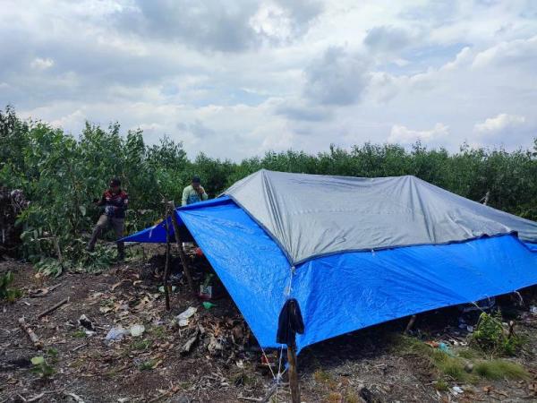 Pekerja Kayu Akasia di  Pelalawan Diterkam Harimau