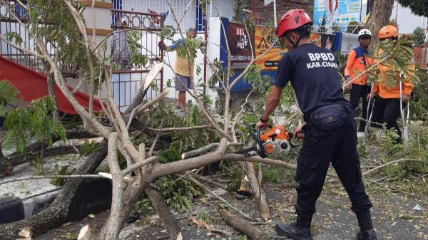 Pohon Trembesi di Depan Kantor DPC Perindo Ciamis Tumbang Tertabrak Truk