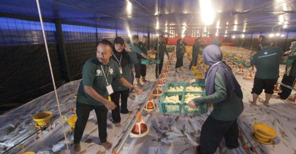 Ciamis Jadi Sentra Produksi Ayam Pedaging Broiler, 37 Kandang Close House Tersebar di 14 Kecamatan