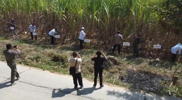 Panen Tebu Perdana Perhutani Penuhi Target Sebagai Penyangga Ketahanan Pangan Nasional