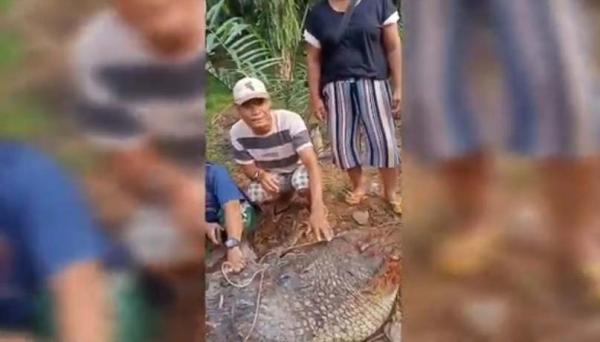 Meresahkan, Buaya Berbobot 200 Kg Ditangkap Warga di Sungai Kunkun Madina