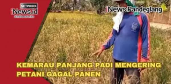 Puluhan Hektare Sawah di Pandeglang Terdampak Kemarau, Petani Gagal Panen