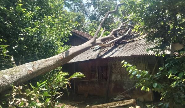 Rumah Warga di Ciamis Dihantam Pohon Tumbang