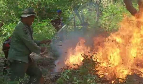 Kawasan Hutan Tepi Jalan Raya Rawan Kebakaran, Ini Yang Dilakukan KPH Gundih