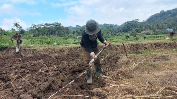 Musim Kemarau, Petani Padi di Sukaraja Tasikmalaya Beralih Tanam ke Palawija