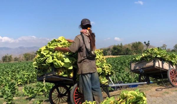 Kuwalitas Baik! Petani Tembakau di Ponorogo Untung Besar, Tahun Lalu Rp25 Miliar