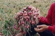 Petani Bawang Merah di Kota Banjar Belum Bisa Penuhi Kebutuhan Pasar, Ini Penyebabnya