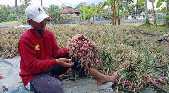 Berkah Petani Bawang Merah di Kota Banjar, Panen Saat Harga Melonjak